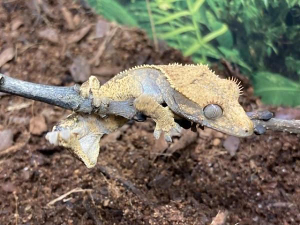 Image 4 of Unsexed juvenile full pin harlequin crested gecko