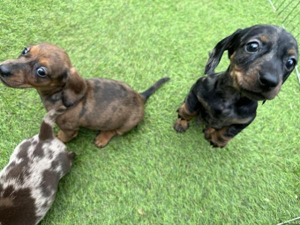 Image 9 of Beautiful miniature dachshund puppies