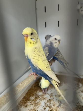 Image 9 of Aviary bred parent reared baby budgies.