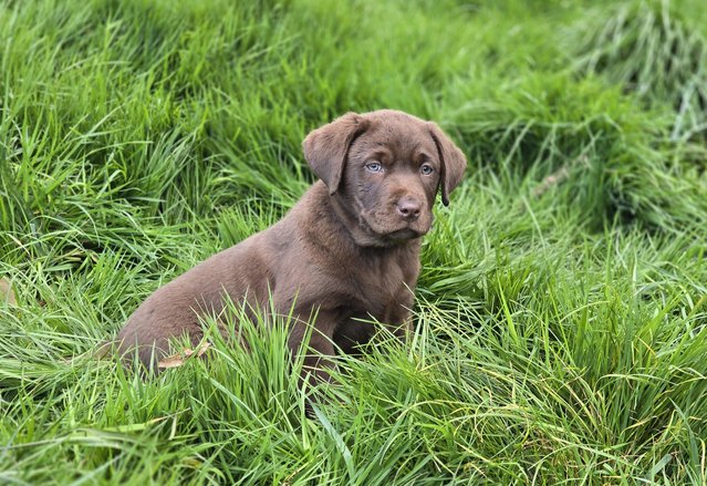 Preview of the first image of *READY NOW* black bitch kc reg labrador.