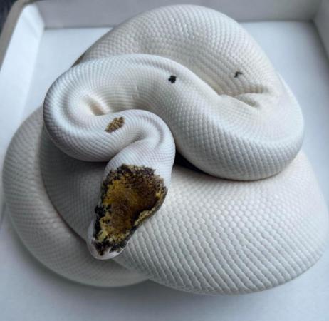 Image 4 of REDUCED pied pinto enchi ( russo ) female ball python royal