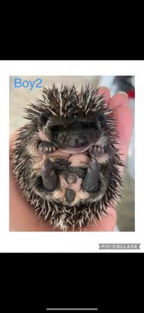 Image 9 of African Pygmy hedgehog 1x boy