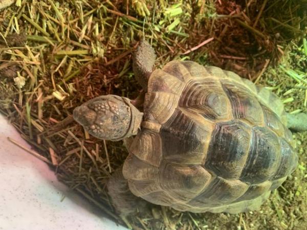 Image 2 of Spurthighed Tortoise, 3 year old