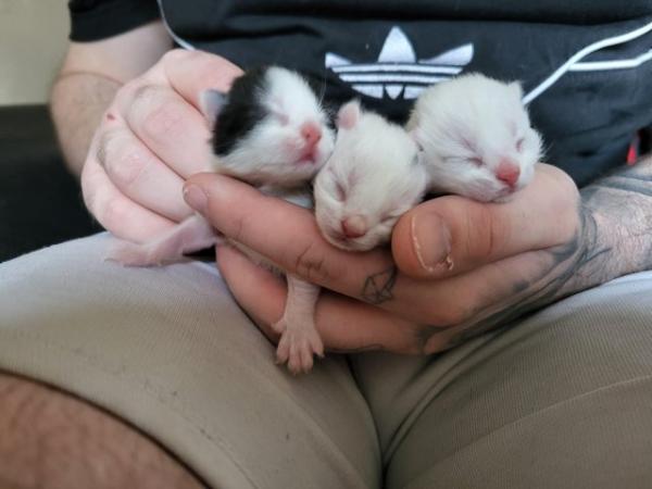 Image 2 of 2 male kittens (pure white sold)