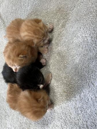 Image 6 of 1 ginger male kittens left for sale