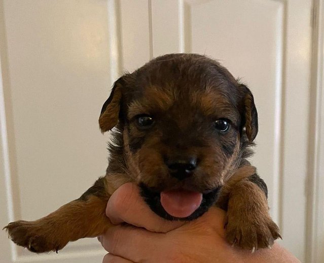 Preview of the first image of Lakeland terrier puppies for sale.
