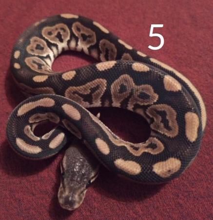 Image 5 of 2x cinnamon ball pythons . Still available