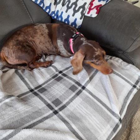 Image 1 of Girl Dachshund looking for loving new home