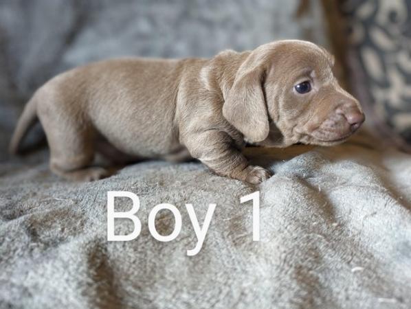 Image 4 of miniature dachshund puppies for sale