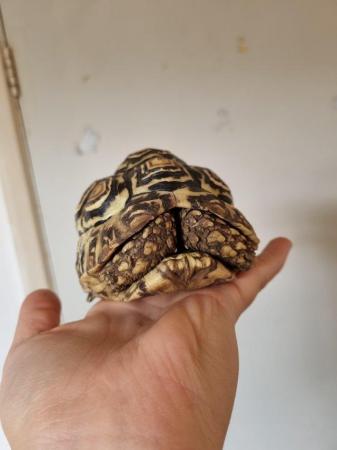 Image 6 of Young female leopard tortoise