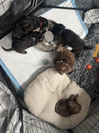 Image 3 of 6 week old bedlington terriers