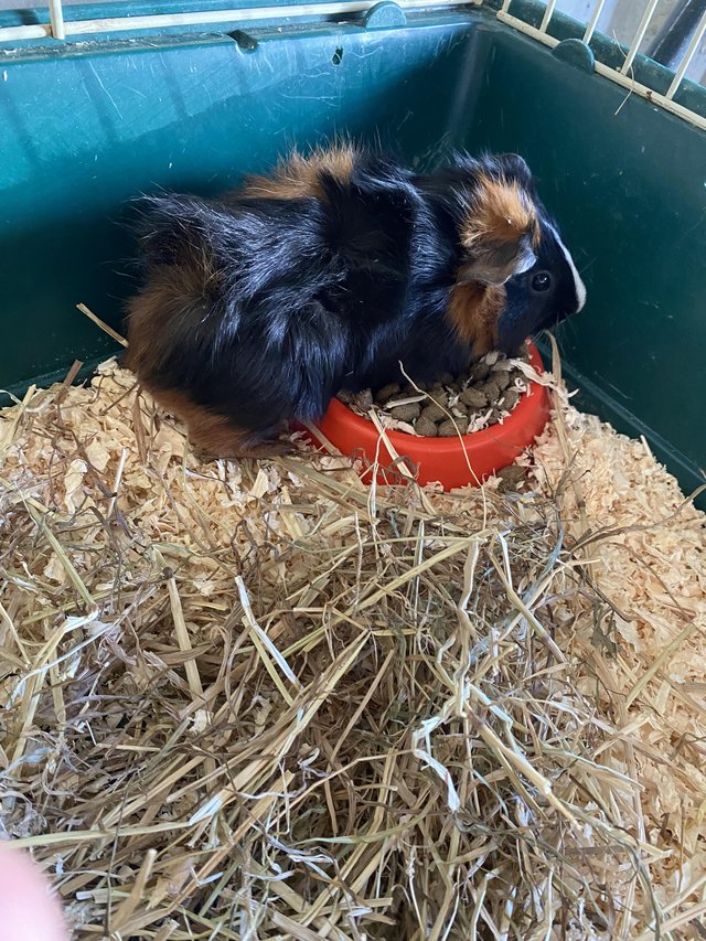 Preview of the first image of Baby Guinea pig 10 week old.
