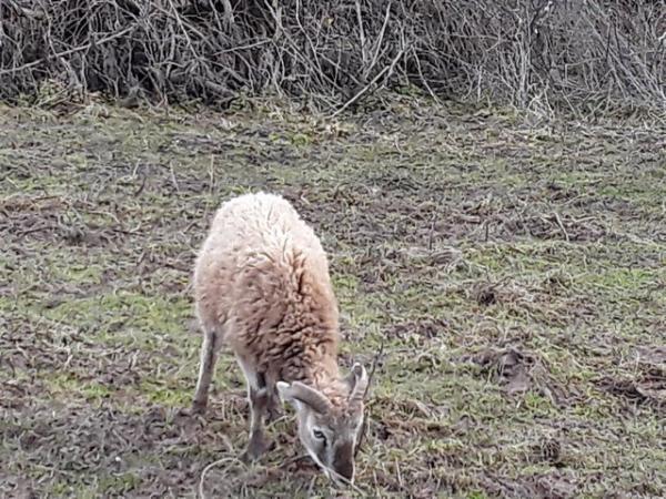 Image 3 of Castlemilk moorit ram lamb, born spring 2023. Offers