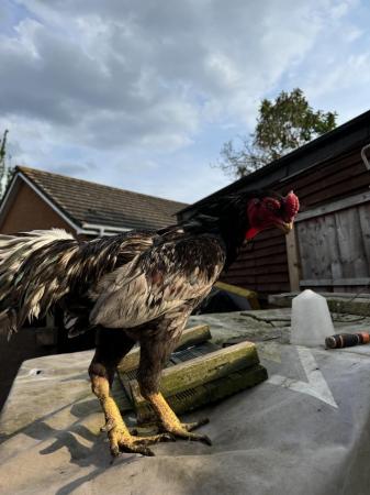 Image 5 of Exceptional Quality Shamo Chickens: Exclusive Sale