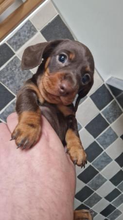Image 3 of Mini Dacshund Puppies for sale