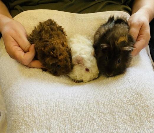 Image 10 of Guinea pig pups for sale in Peterborough