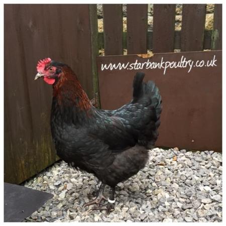 Image 16 of *POULTRY FOR SALE,EGGS,CHICKS,GROWERS,POL PULLETS*