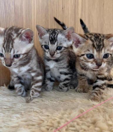 Image 2 of Stunning 5 Generations Pedigree Bengal Kittens in London