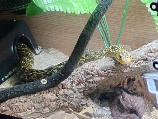 Image 3 of King Rat Snake - Elaphe carinata - Confirmed Male - no setup