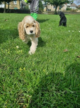 Image 2 of REDUCED!KC retered Pedigree American cocker spaniel puppies