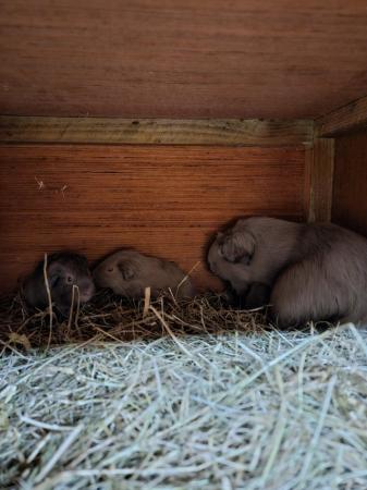Image 4 of Adult Lilac boar and Lilac and Beige baby boars