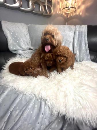Image 3 of Extensively Health Tested Cavapoo Babies