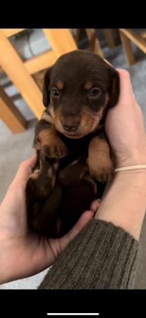Image 8 of Quality Chocolate miniature dachshund puppies