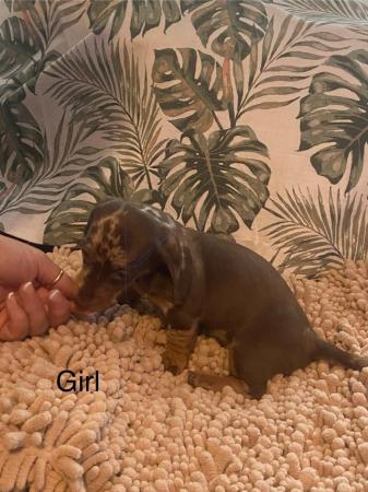 Image 10 of Dashaund puppies beautiful colours and personality