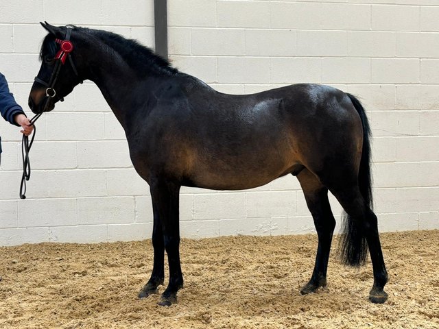 Preview of the first image of Needs to go 12hh 7 year old gelding.