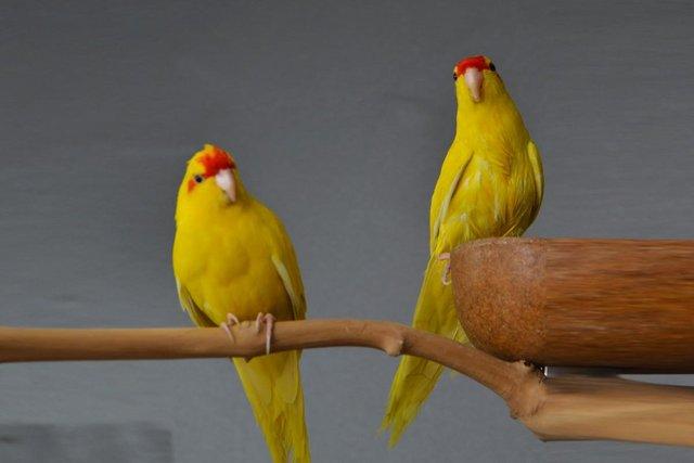 Preview of the first image of Baby Green and Yellow Kakarikies,19.