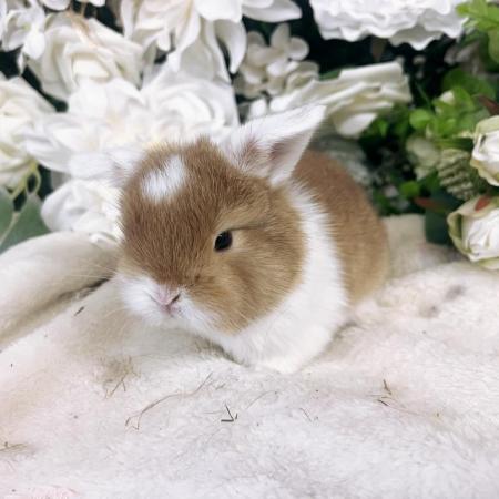 Image 8 of Fluffy mini lop baby bunnies ready mid July bucks & does