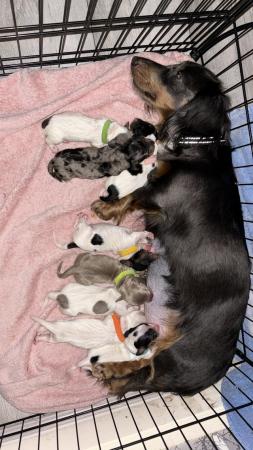 Image 9 of LONG HAIRED PIEBALD MINIATURE DACHSHUNDS
