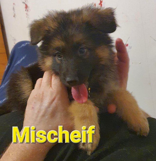 Preview of the first image of German Sheppard puppies ready now.