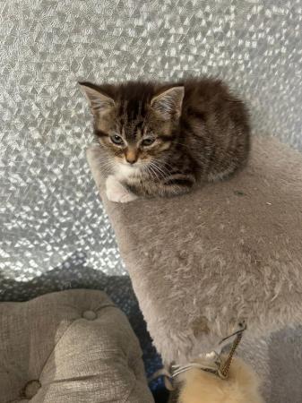 Image 12 of British blue long haired/bengal kittens ready now