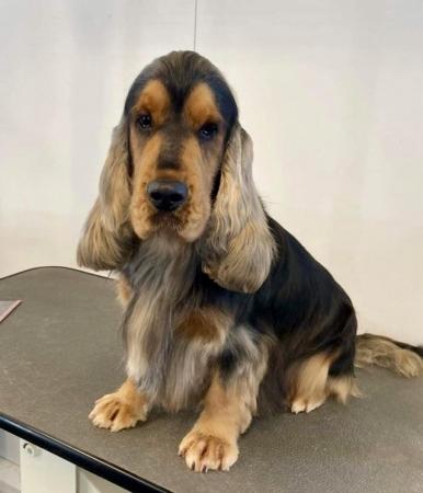 Image 4 of Show type Cocker Spaniel from DNA tested parents