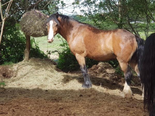 Image 1 of Child's lead rein pony broken to ride & drive