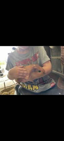 Image 4 of Guinea pigs for sale - ready now