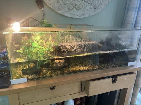 Image 4 of Turtle tank accessories for sale