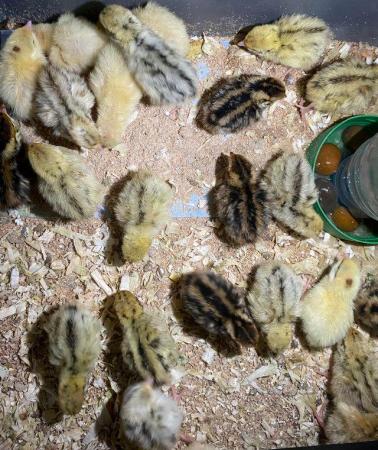 Image 7 of MIXED OF TEXAS A&M AND JUMBO JAPANESE QUAIL HATCHING EGGS