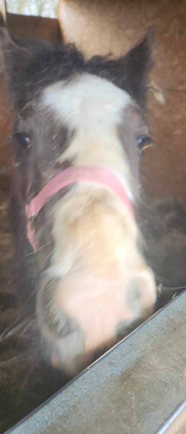 Preview of the first image of Loving poney for sale asking about 1000.