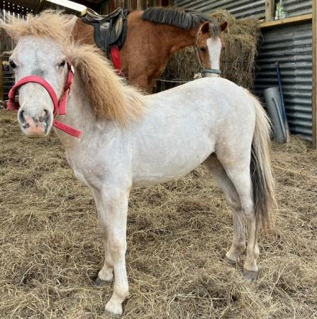 Image 1 of Miniature Horse spot bred pinaloosa Filly