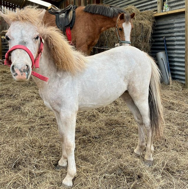 Preview of the first image of Miniature Horse spot bred pinaloosa Filly.