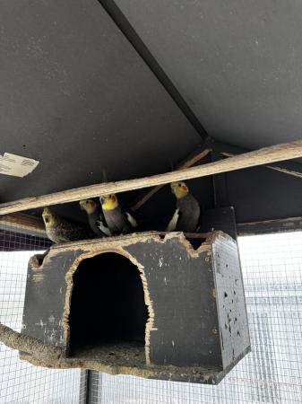 Image 6 of 2 Pairs of Cockatiel Love Birds, with Metal Cage