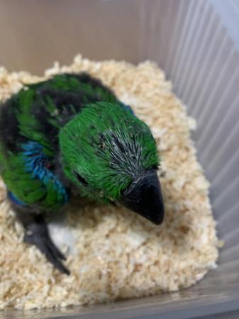 Image 3 of Hand reared baby male Solomon island eclectus parrot