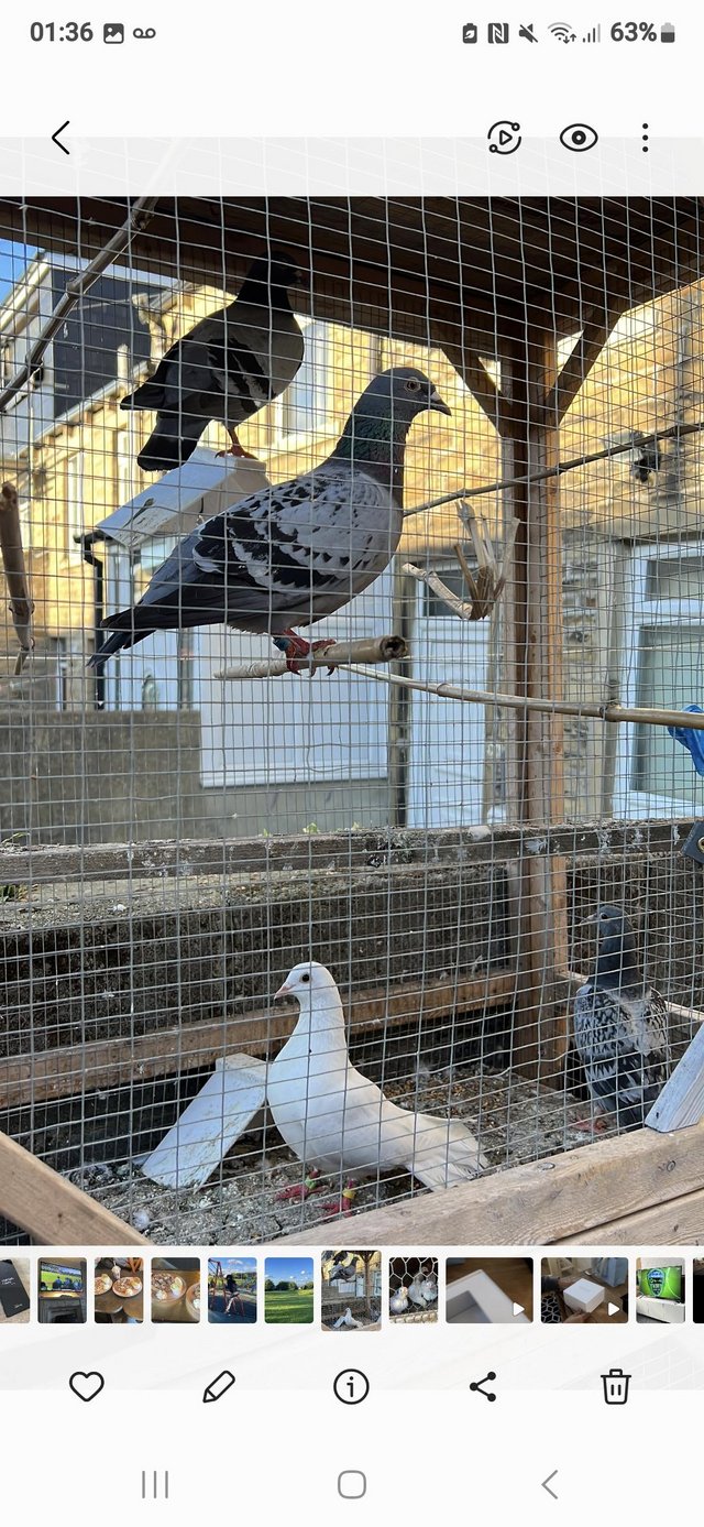Preview of the first image of Good healthy pigeons all in for sale clean nice birds.