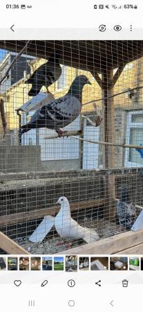 Image 1 of Good healthy pigeons all in for sale clean nice birds