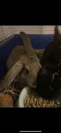 Image 4 of Baby bunnies, mixed breed