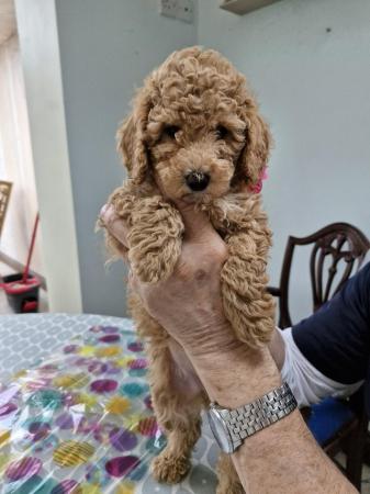 Image 13 of Beautiful Red Poodle Puppies READY THIS WEEKEND.