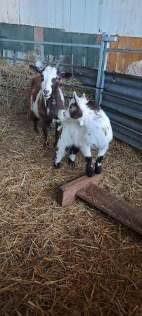 Image 2 of For sale entire Family of Pigmy goats