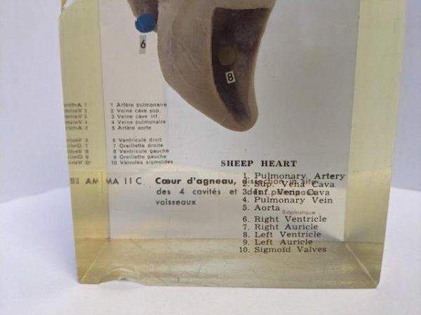 Image 9 of French sheep heart in resin anatomically labelled